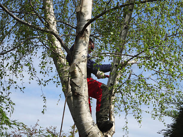 Mulching Services in Basin, WY